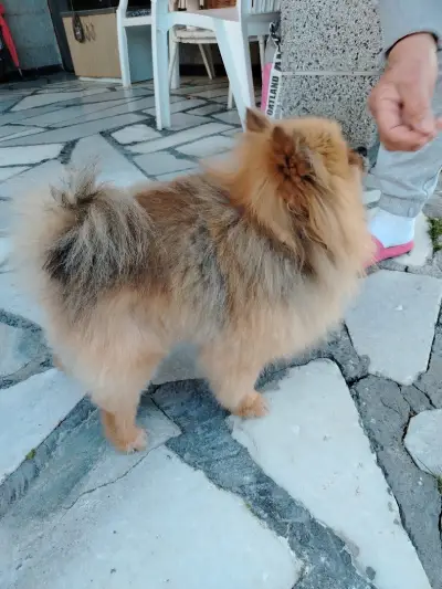 Скуби Ду Grooming&Spa