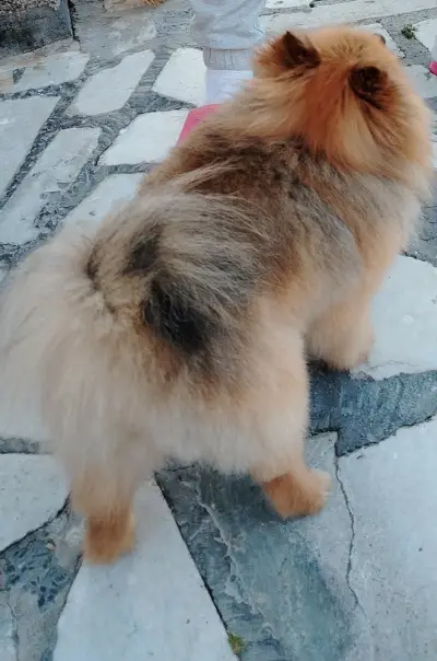 Скуби Ду Grooming&Spa
