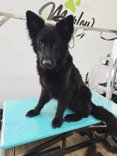 Marlow Grooming Salon