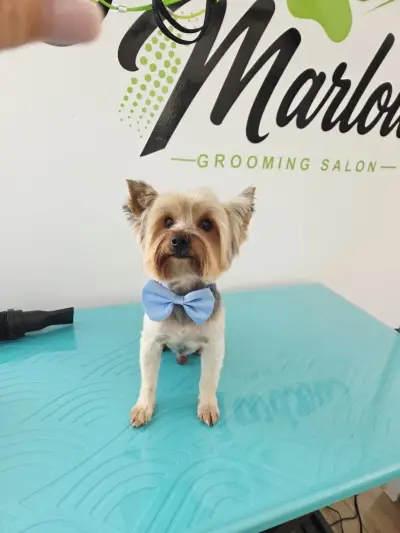 Marlow Grooming Salon