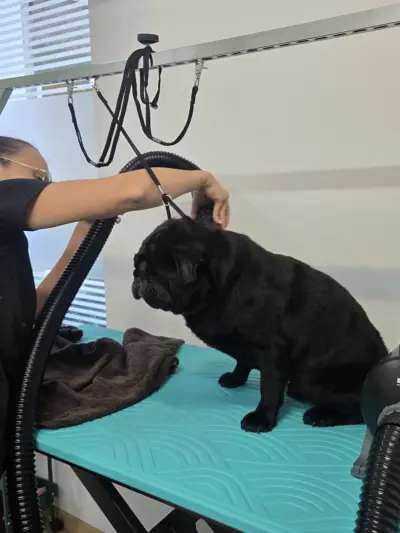 Marlow Grooming Salon
