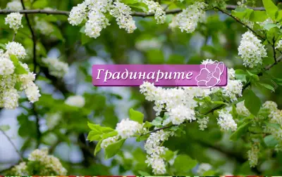 Градинарите ЕООД