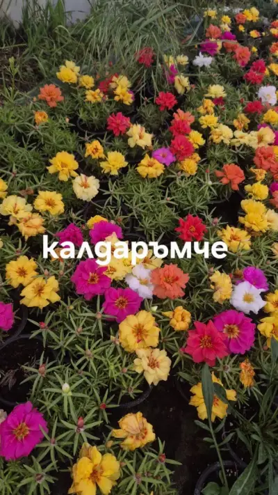 Градински център Костадинови | Цветя и сезонни разсади