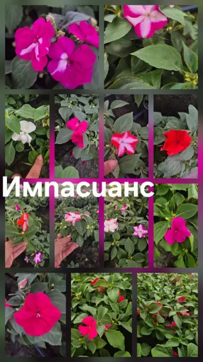 Градински център Костадинови | Цветя и сезонни разсади