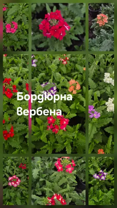 Градински център Костадинови | Цветя и сезонни разсади
