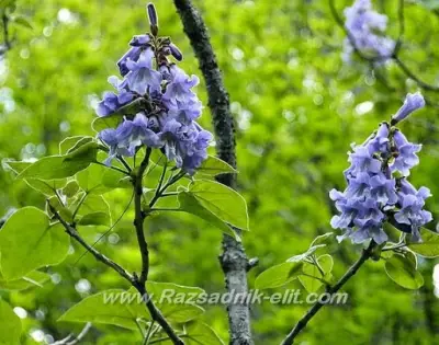 Пауловния Paulownia Фиданки и Дръвчета - Разсадници Елит