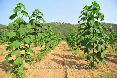 Пауловния Paulownia Фиданки и Дръвчета - Разсадници Елит