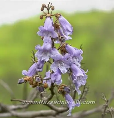 Пауловния Paulownia Фиданки и Дръвчета - Разсадници Елит