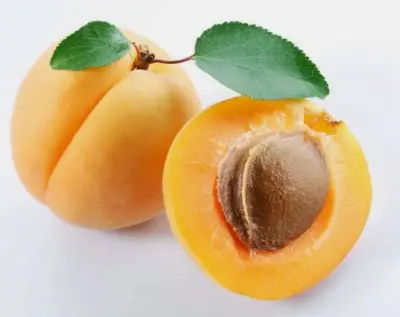 Пауловния Paulownia Фиданки и Дръвчета - Разсадници Елит