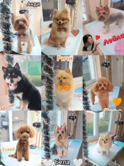 Puppy Style Grooming