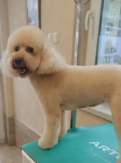 Puppy Style Grooming