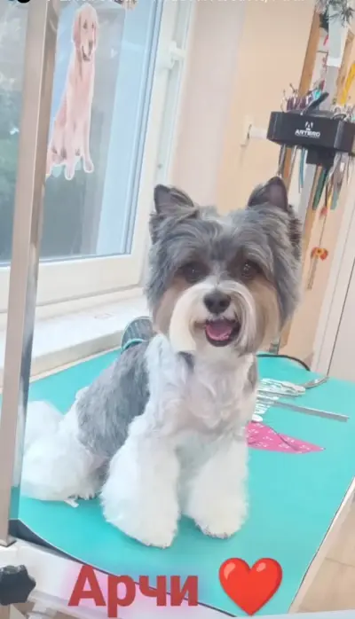 Puppy Style Grooming