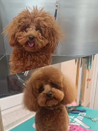 Puppy Style Grooming