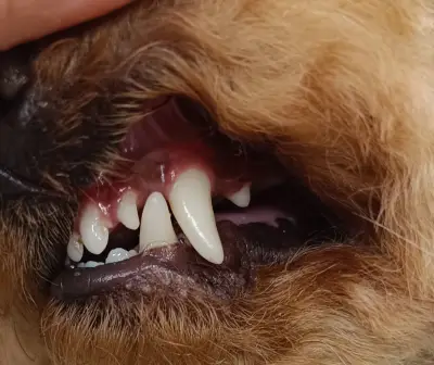 Puppy Style Grooming