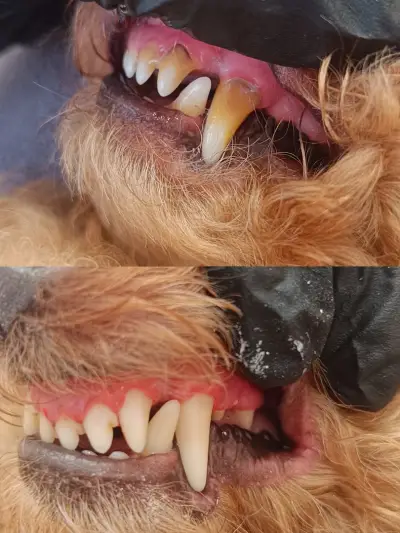 Puppy Style Grooming