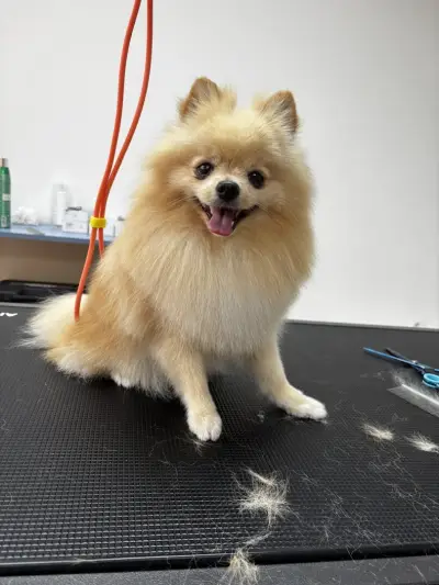 Gabrielle Belle Grooming Studio Gabrovo / Груминг Габрово