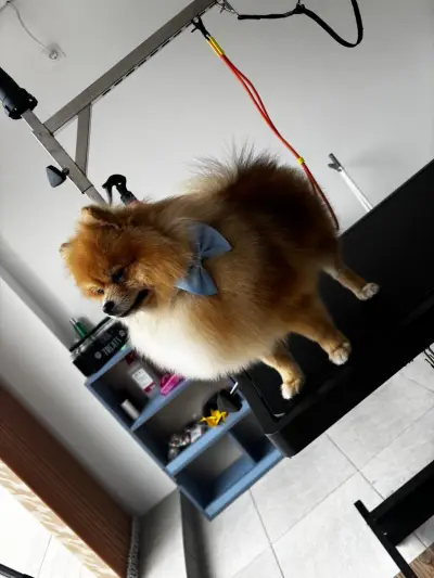 Gabrielle Belle Grooming Studio Gabrovo / Груминг Габрово