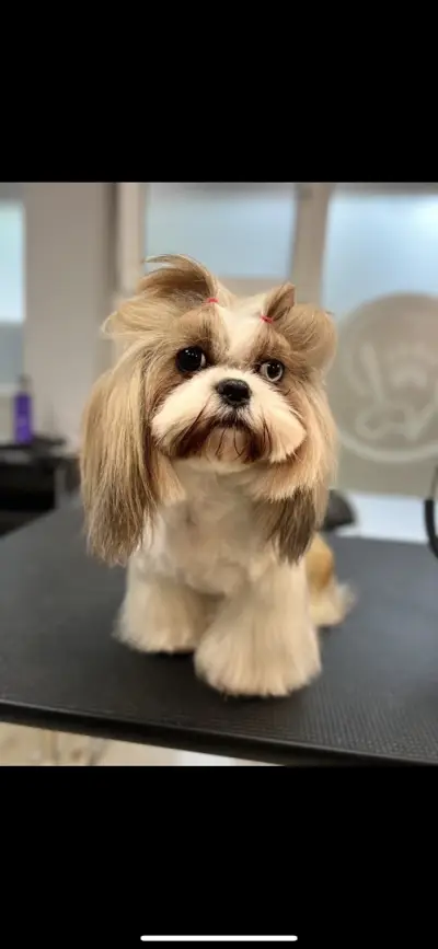 Gabrielle Belle Grooming Studio Gabrovo / Груминг Габрово