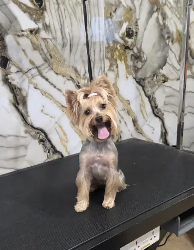 Groo grooming Studio
