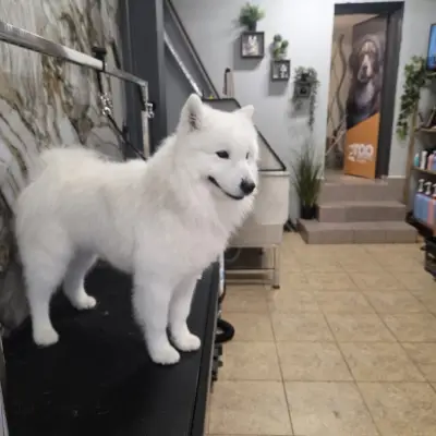 Groo grooming Studio