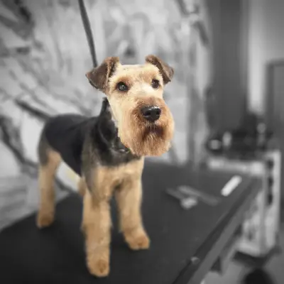 Groo grooming Studio