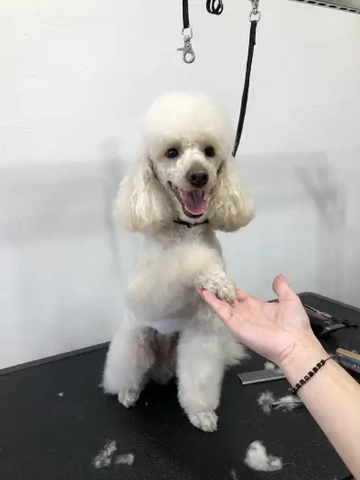 Groo grooming Studio
