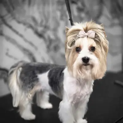 Groo grooming Studio