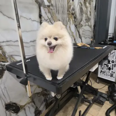 Groo grooming Studio
