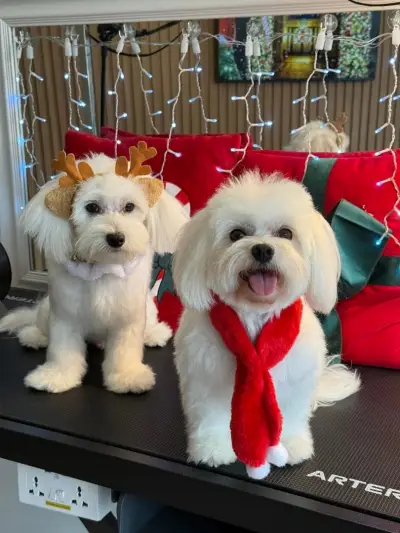 Pet Paradise-Grooming Saloon