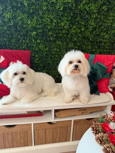 Pet Paradise-Grooming Saloon