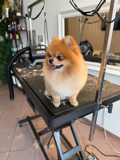 Pet Paradise-Grooming Saloon
