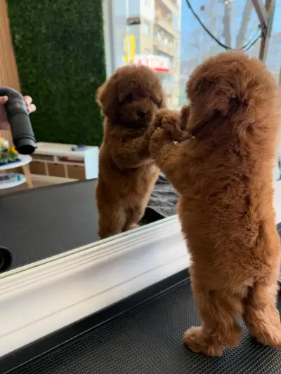 Pet Paradise-Grooming Saloon