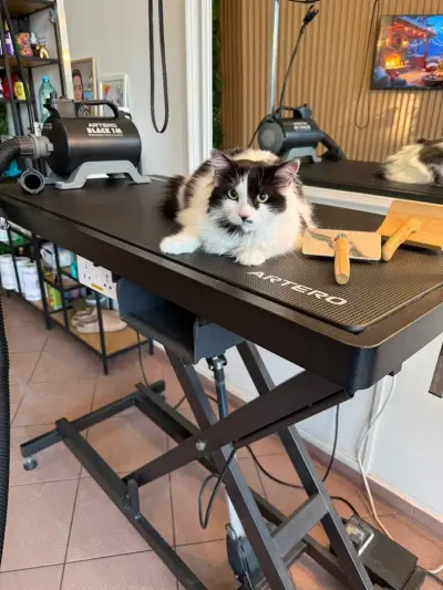 Pet Paradise-Grooming Saloon