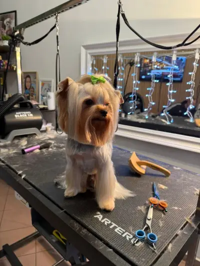 Pet Paradise-Grooming Saloon