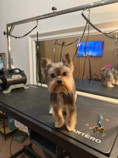 Pet Paradise-Grooming Saloon