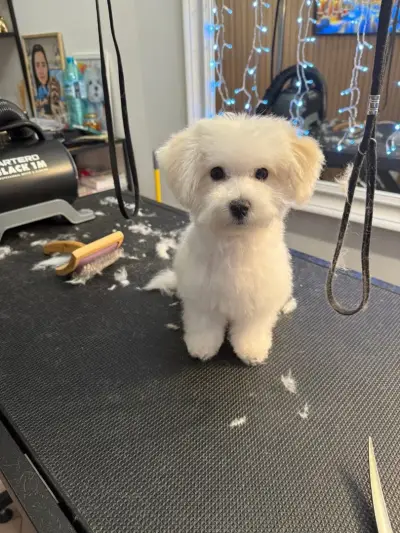 Pet Paradise-Grooming Saloon