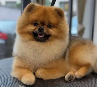 Pet Star Groom by Samir