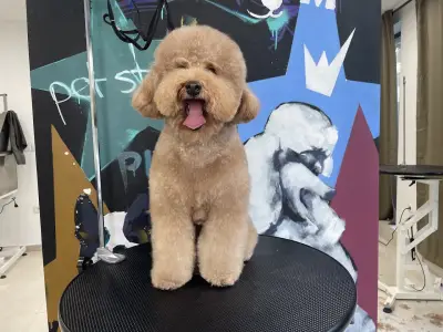 Pet Star Groom by Samir
