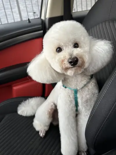 Pet Star Groom by Samir