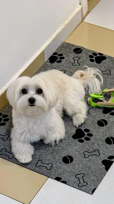 Pet Star Groom by Samir