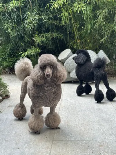 Pet Star Groom by Samir