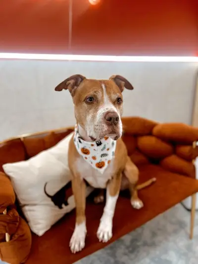 Joy Grooming Studio • Груминг Студио “Joy”