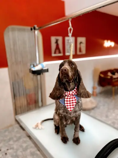 Joy Grooming Studio • Груминг Студио “Joy”