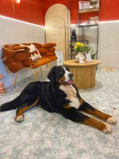 Joy Grooming Studio • Груминг Студио “Joy”