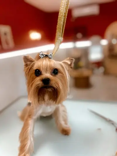 Joy Grooming Studio • Груминг Студио “Joy”