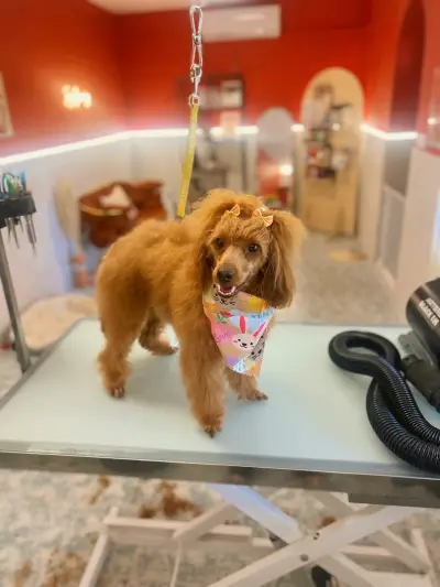 Joy Grooming Studio • Груминг Студио “Joy”