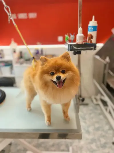 Joy Grooming Studio • Груминг Студио “Joy”