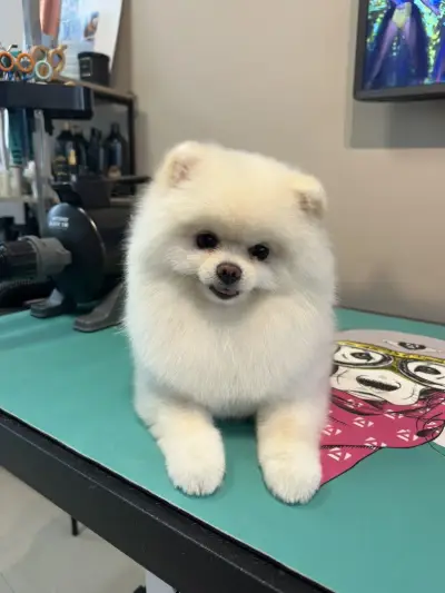Ms. Groomer