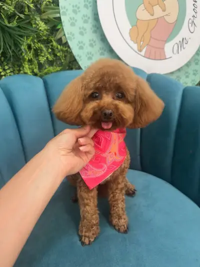 Ms. Groomer
