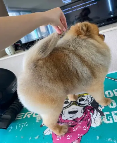 Ted Pet Grooming - гр. Карлово Груминг услуги